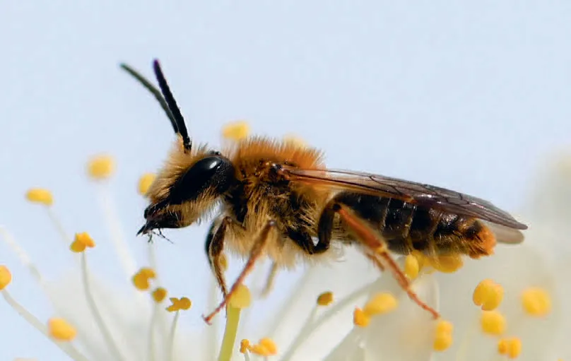 098b_Schneider_Wildbienen_9783258084725_(c)Jrg_Schneider